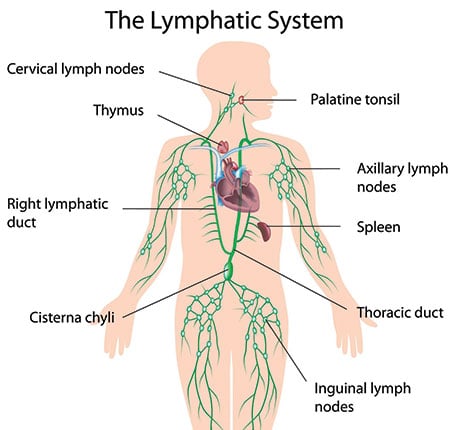 lymphatic system gloria gilbere